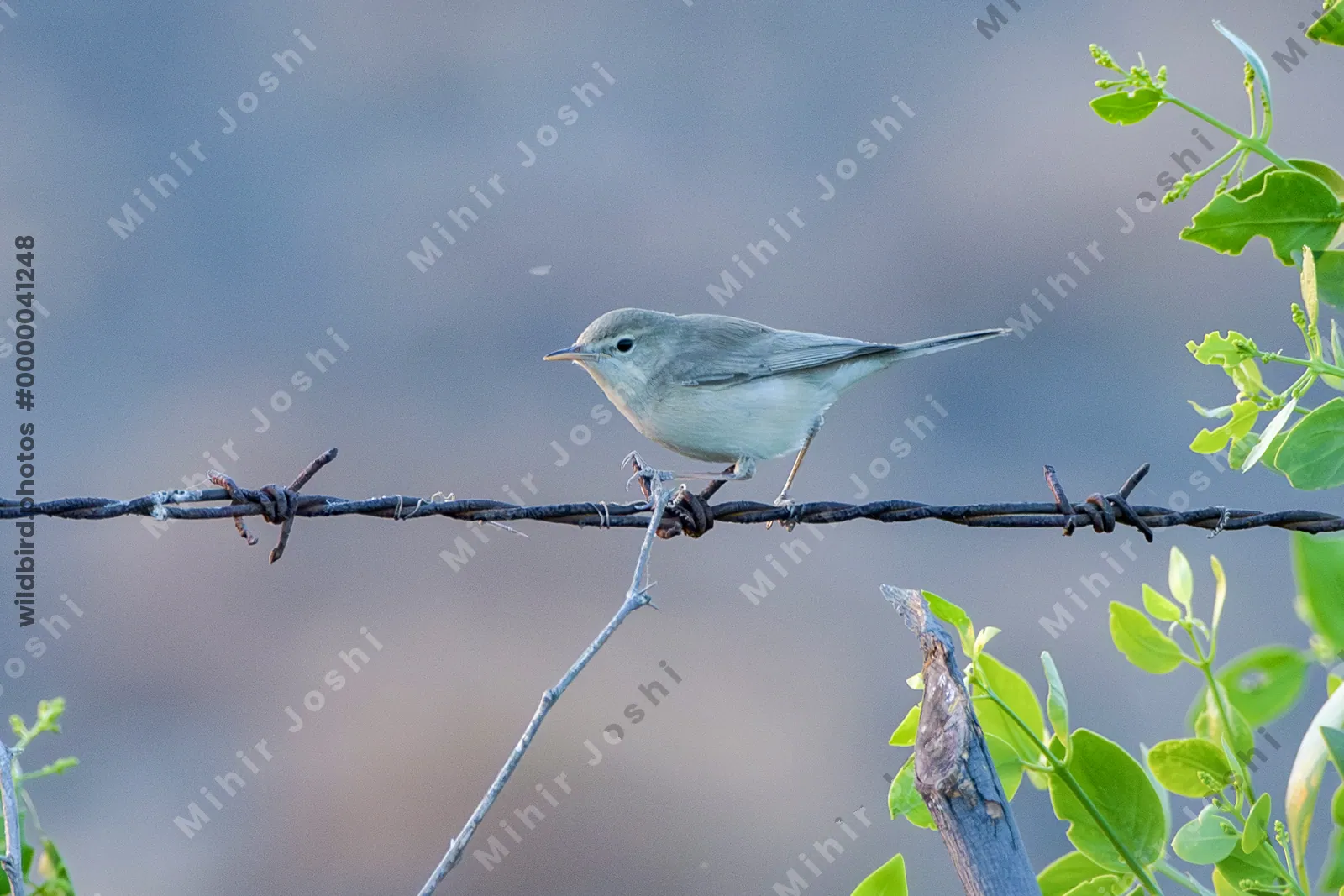 Sykes's warbler Iduna rama perched on a barbed wire fence