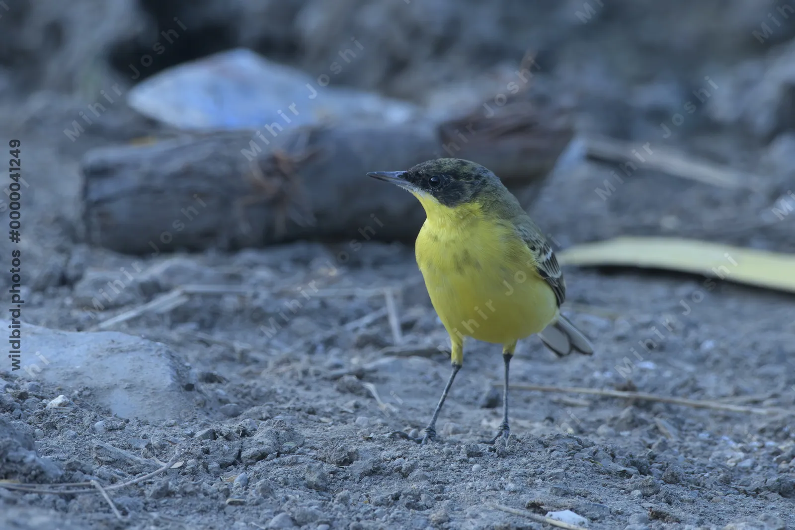 Western yellow wagtail standing on ground near Velavadar National Park
