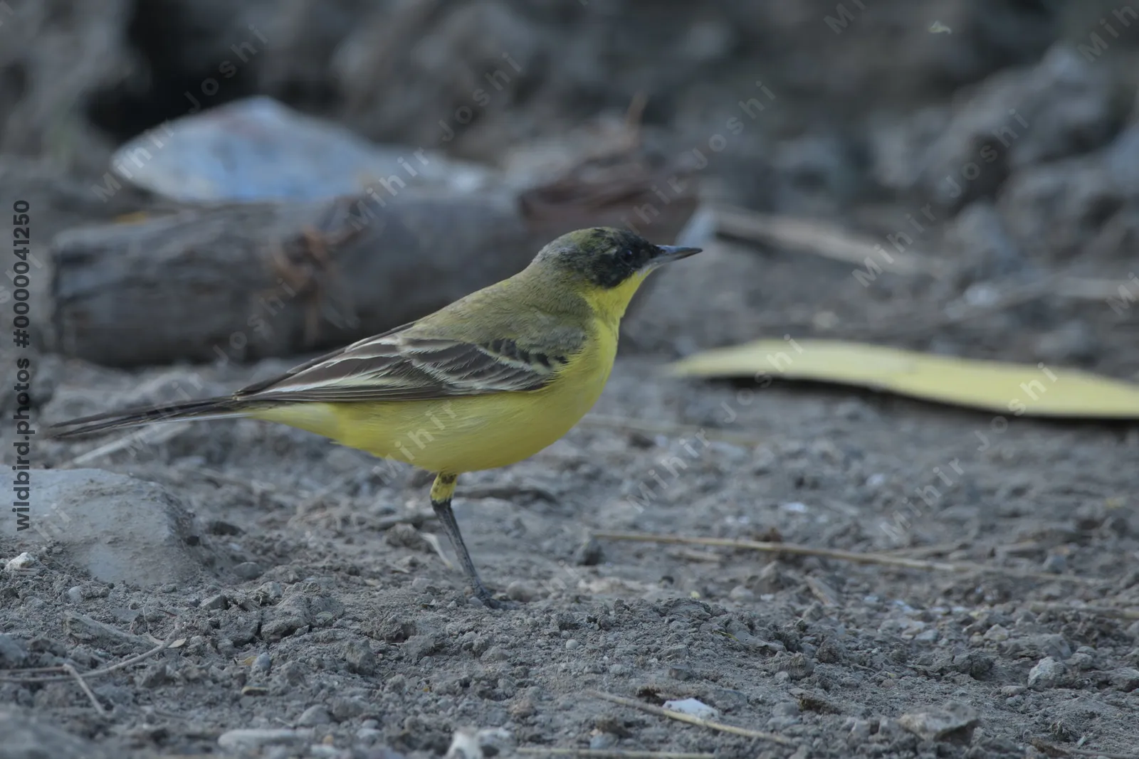 Western Yellow Wagtail on Ground near Velavadar National Park