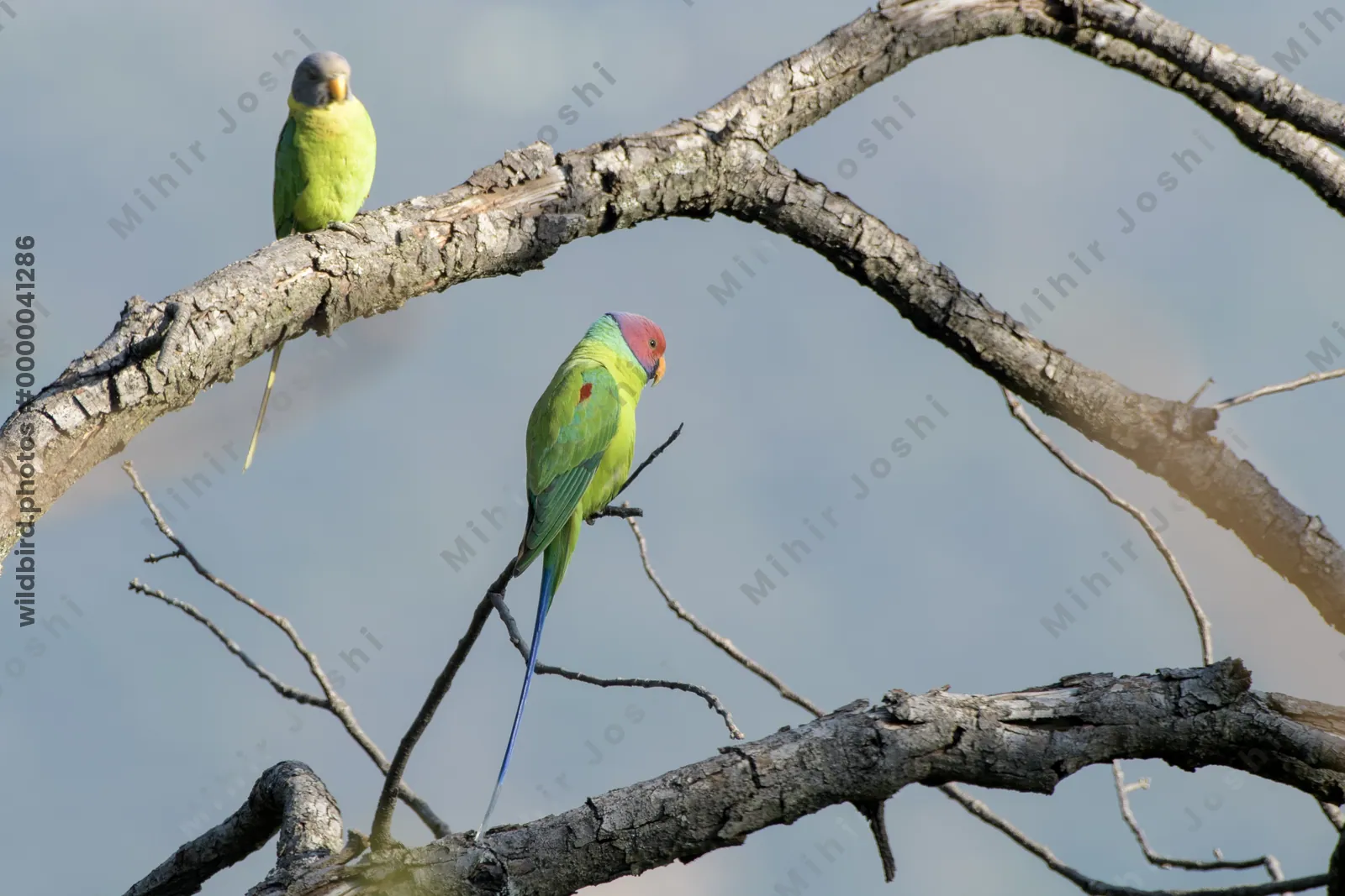 Plum-headed Parakeet pair perched on tree branch