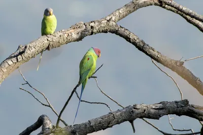 Plum-headed Parakeet pair perched on tree branch