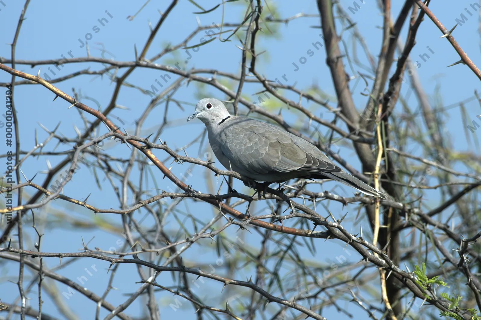 Eurasian collared dove perched on thorny tree branch in Velavadar National Park