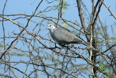 Eurasian collared dove perched on thorny tree branch in Velavadar National Park