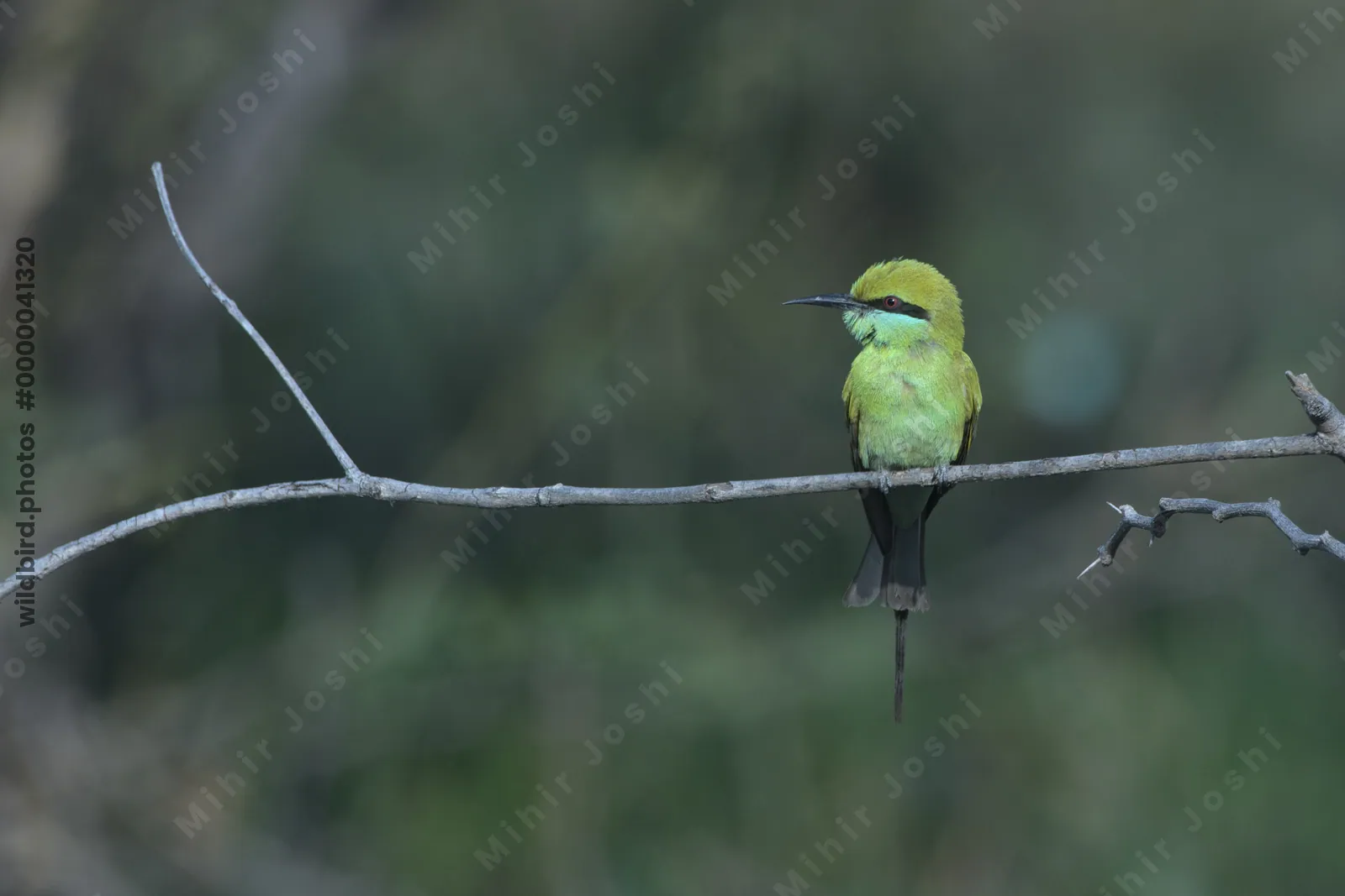 Green Bee-eater Perched on a Branch at Velavadar National Park in Gujarat