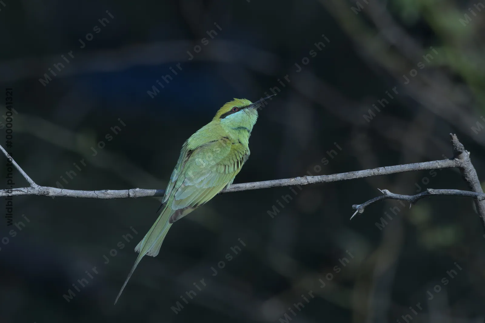 Asian green bee-eater perched on a thin branch at Velavadar National Park