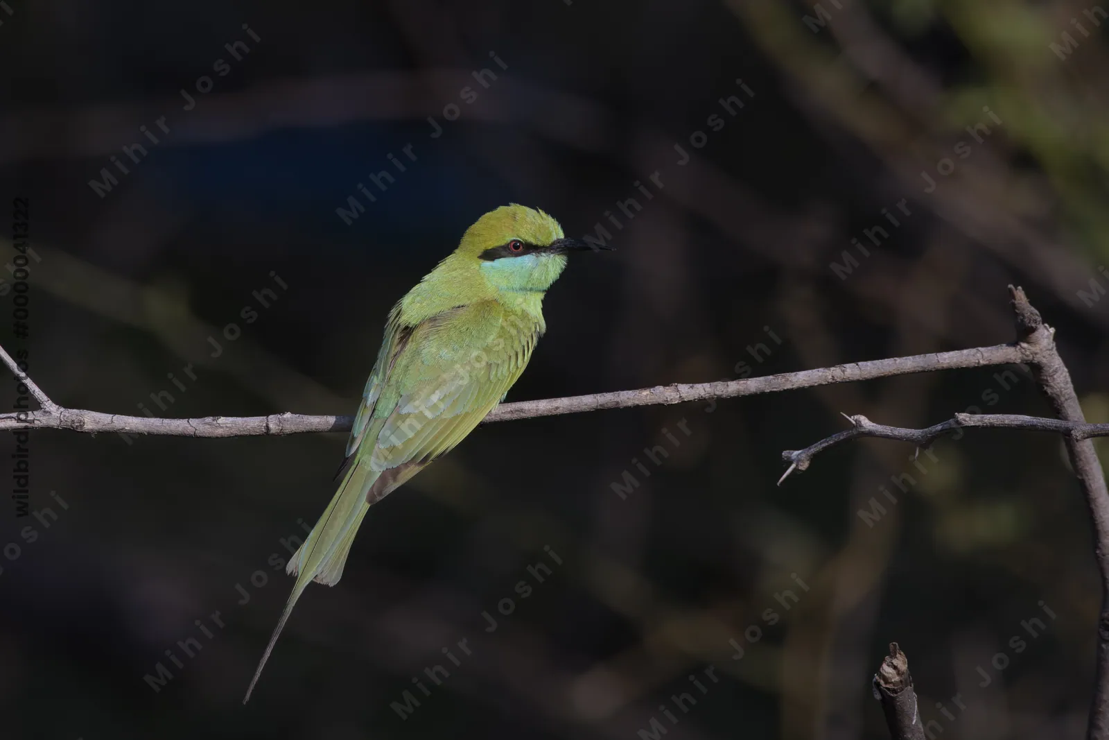 Asian Green Bee-Eater Perched on a Branch at Velavadar National Park Gujarat