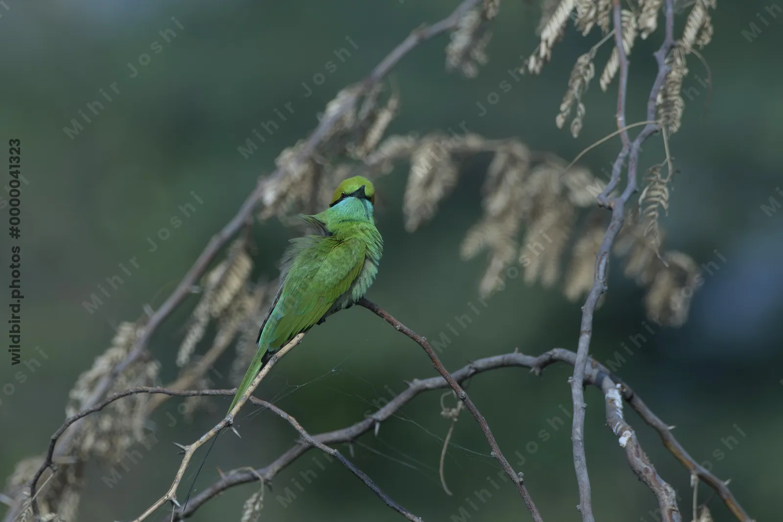 Green Bee-Eater Perched on a Branch in Velavadar National Park Gujarat