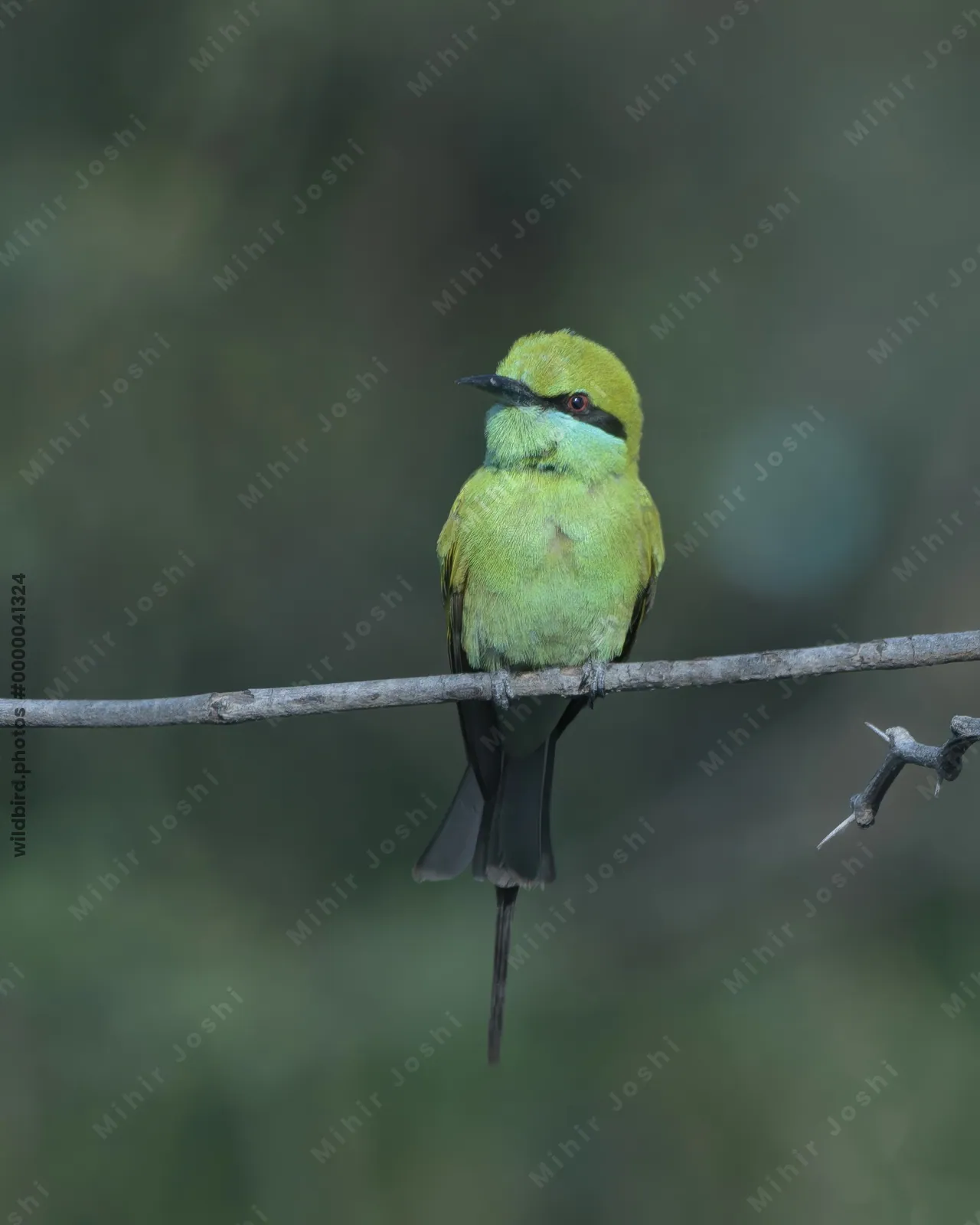 Green Bee-Eater Perched on Branch in Velavadar National Park Gujarat
