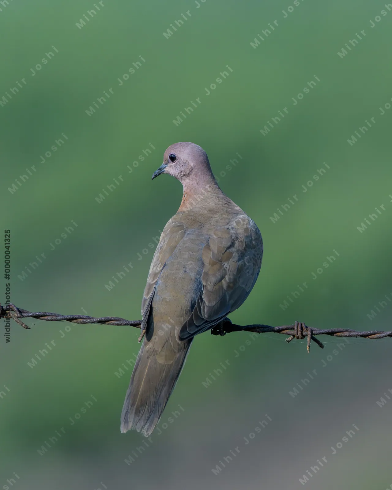 Laughing dove perching on a barbed wire fence in Velavadar National Park