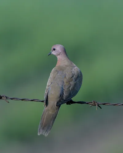 Laughing dove perching on a barbed wire fence in Velavadar National Park