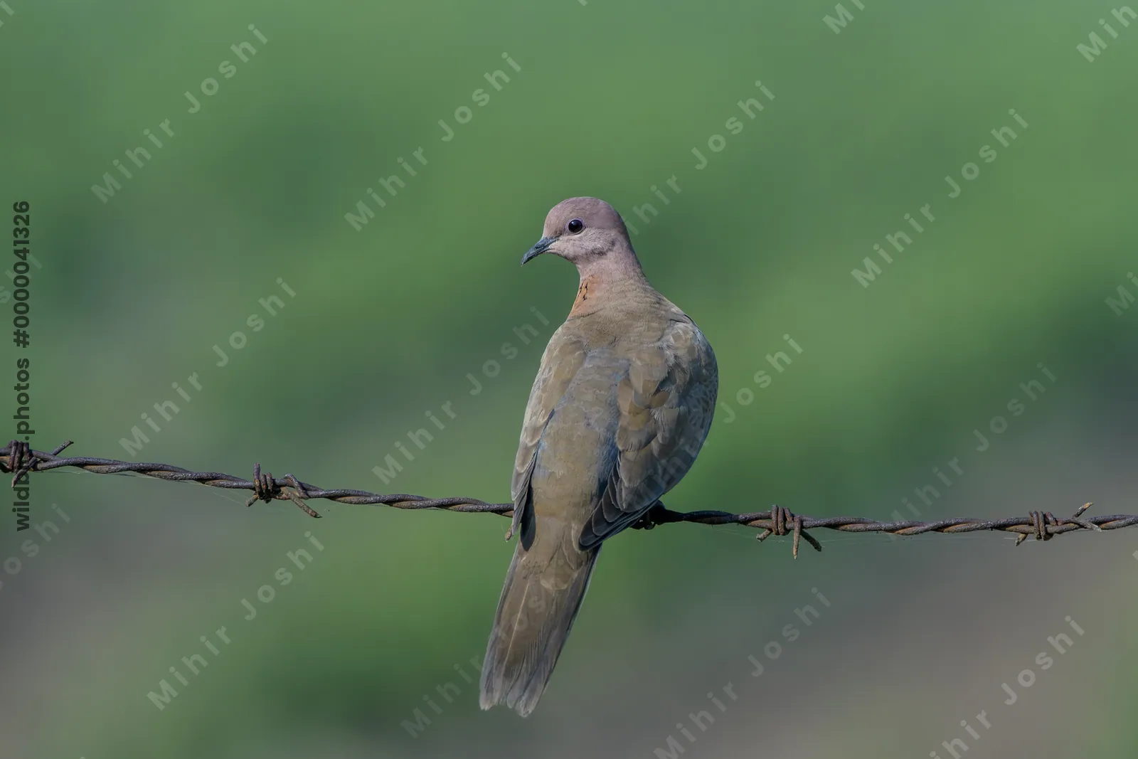 Laughing Dove Perched on Barbed Wire in Velavadar National Park Gujarat India