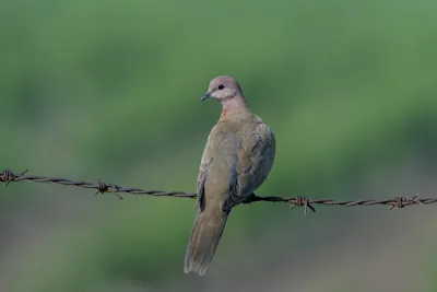 Laughing Dove Perched on Barbed Wire in Velavadar National Park Gujarat India