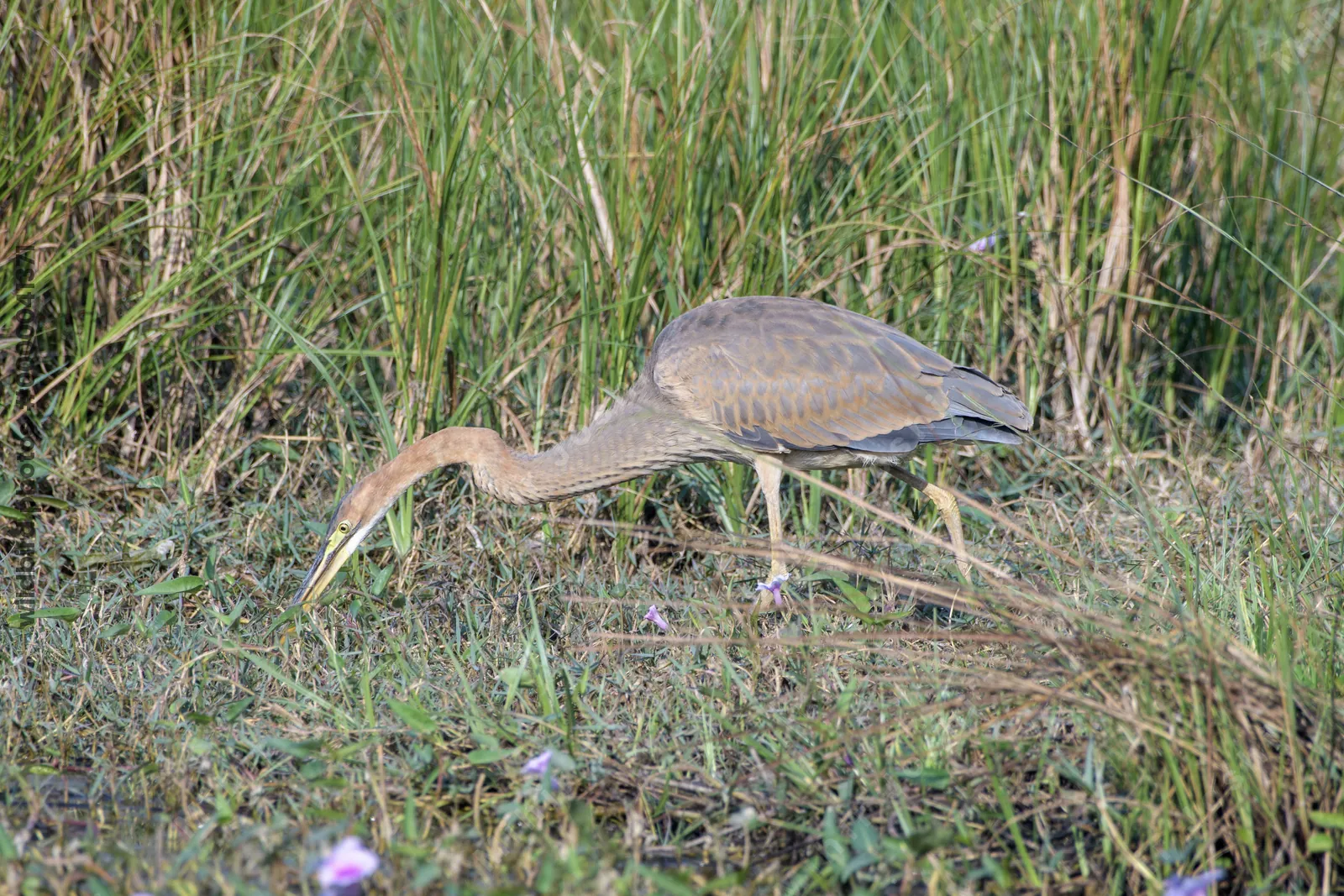Purple heron foraging in tall grass near Velavadar National Park in Gujarat