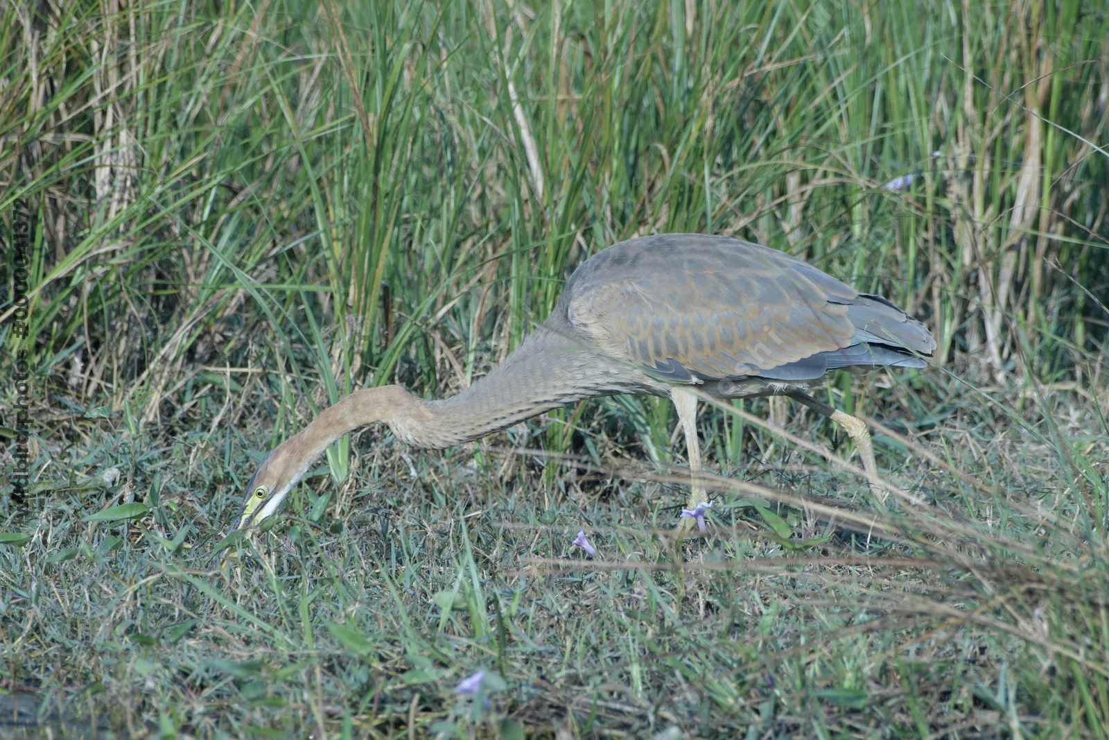 Purple heron foraging in tall grass near Velavadar National Park in Gujarat