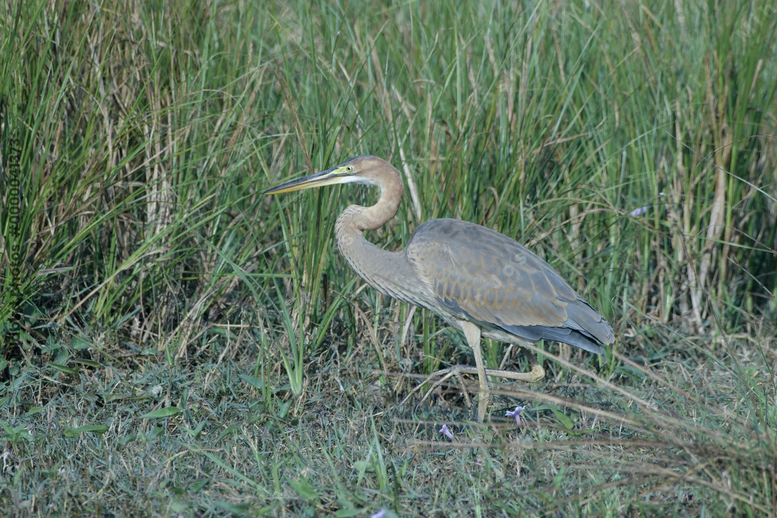Purple heron wading through tall grass near Velavadar National Park