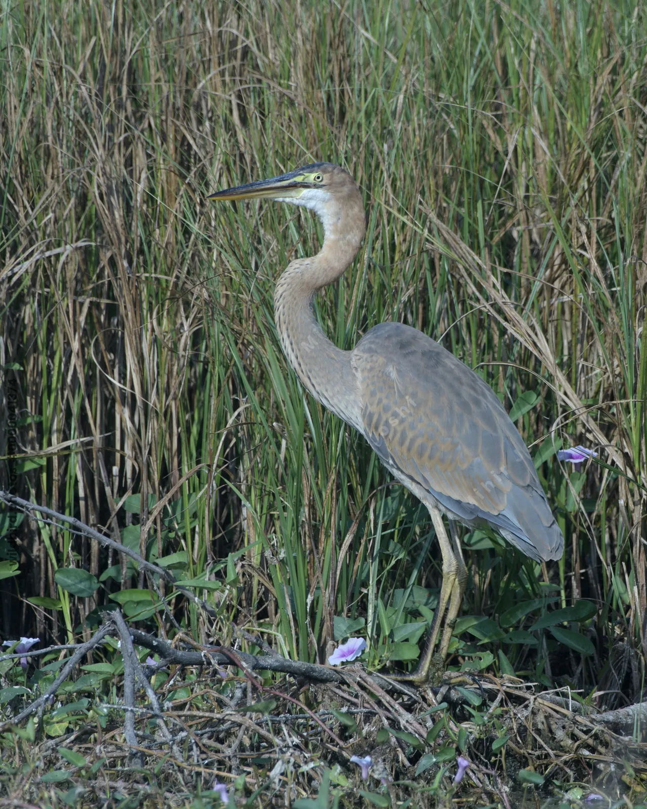 Purple Heron Standing in Marshland near Velavadar, Gujarat, India