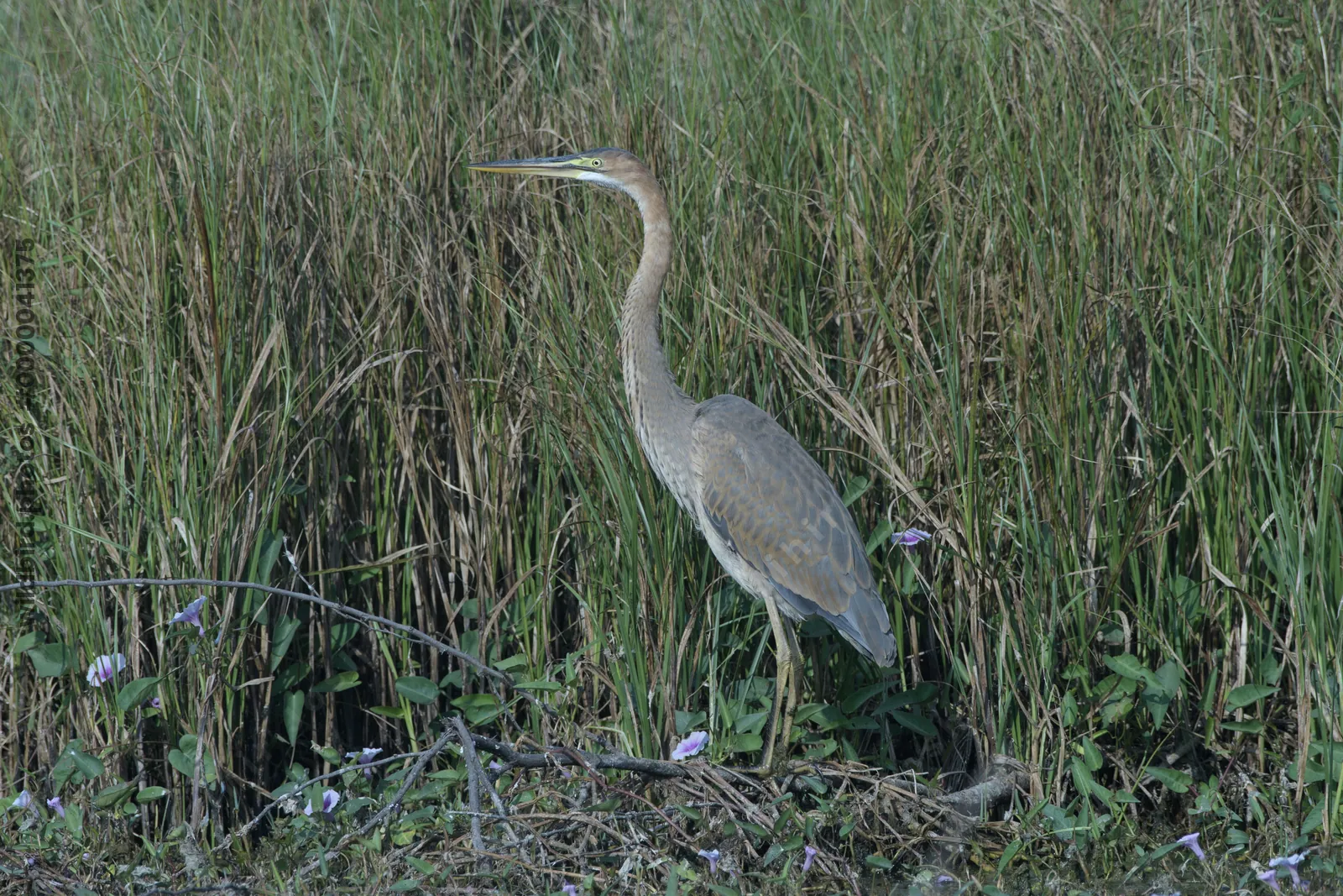Purple heron Ardea purpurea standing in grass near Velavadar National Park