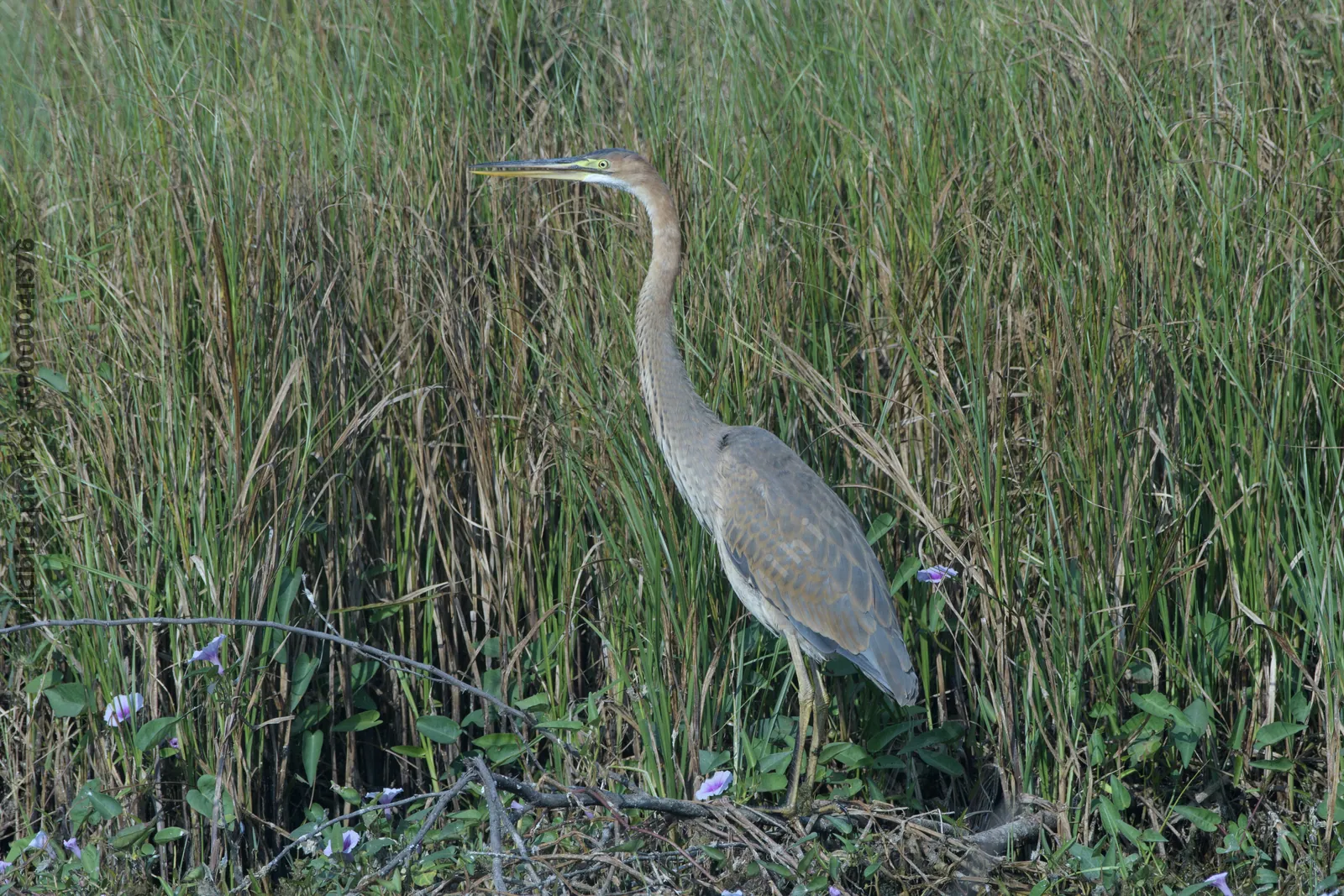 Purple heron standing amongst tall grass near Velavadar National Park in Gujarat