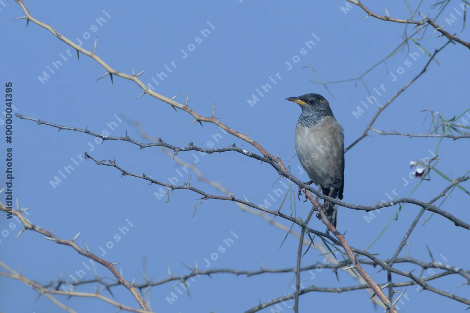 Rosy starling perched on a thorny acacia branch in Gujarat India
