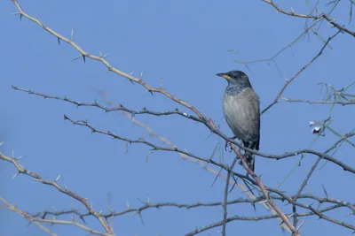 Rosy starling perched on a thorny acacia branch in Gujarat India