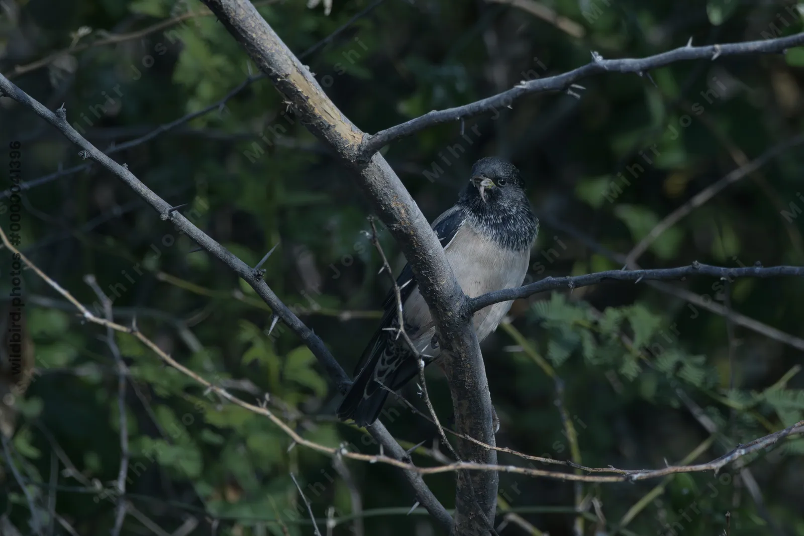 Rosy starling perched on thorny branch near Velavadar National Park India