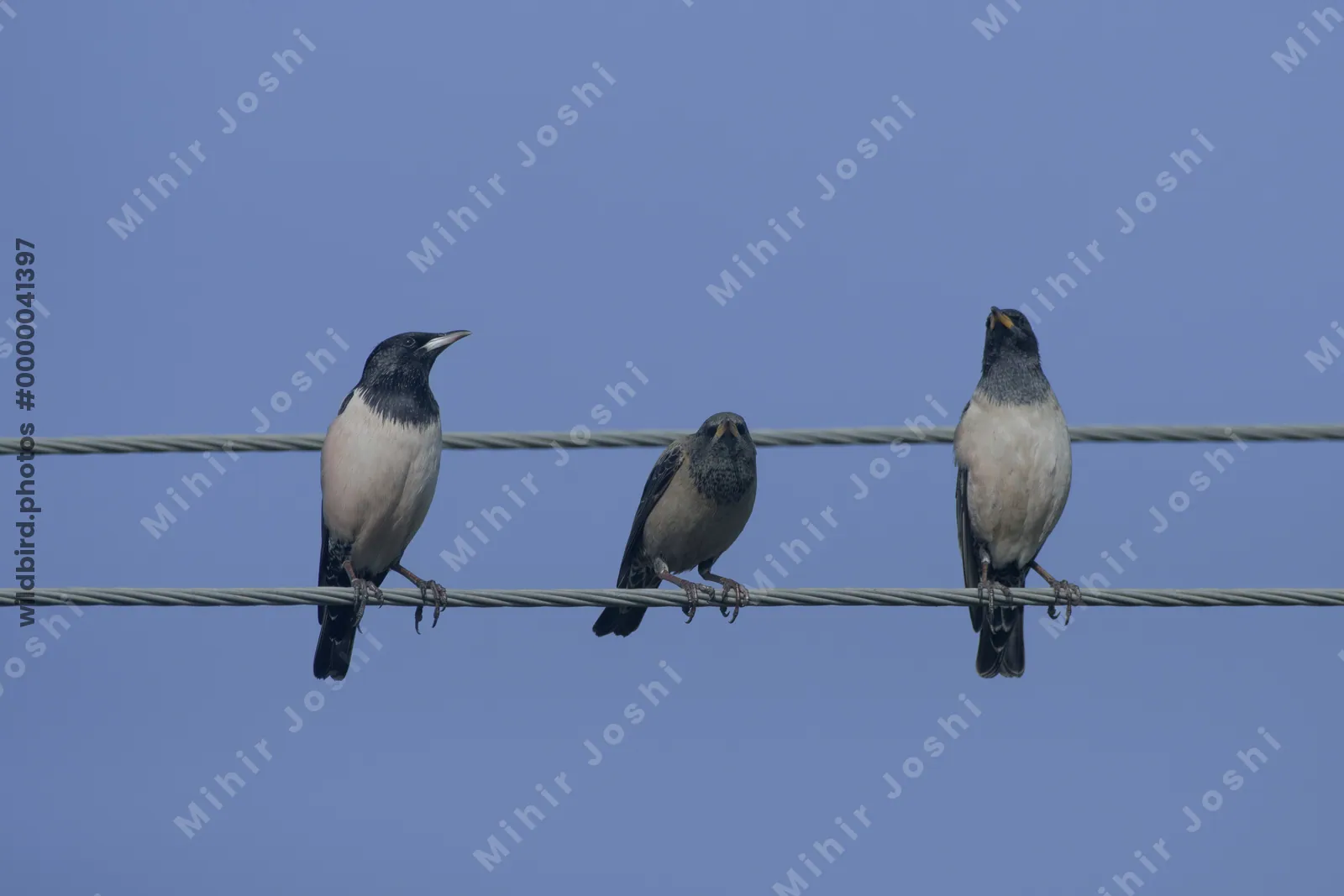Rosy Starlings Perched on Utility Wires in Gujarat India