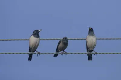 Rosy Starlings Perched on Utility Wires in Gujarat India