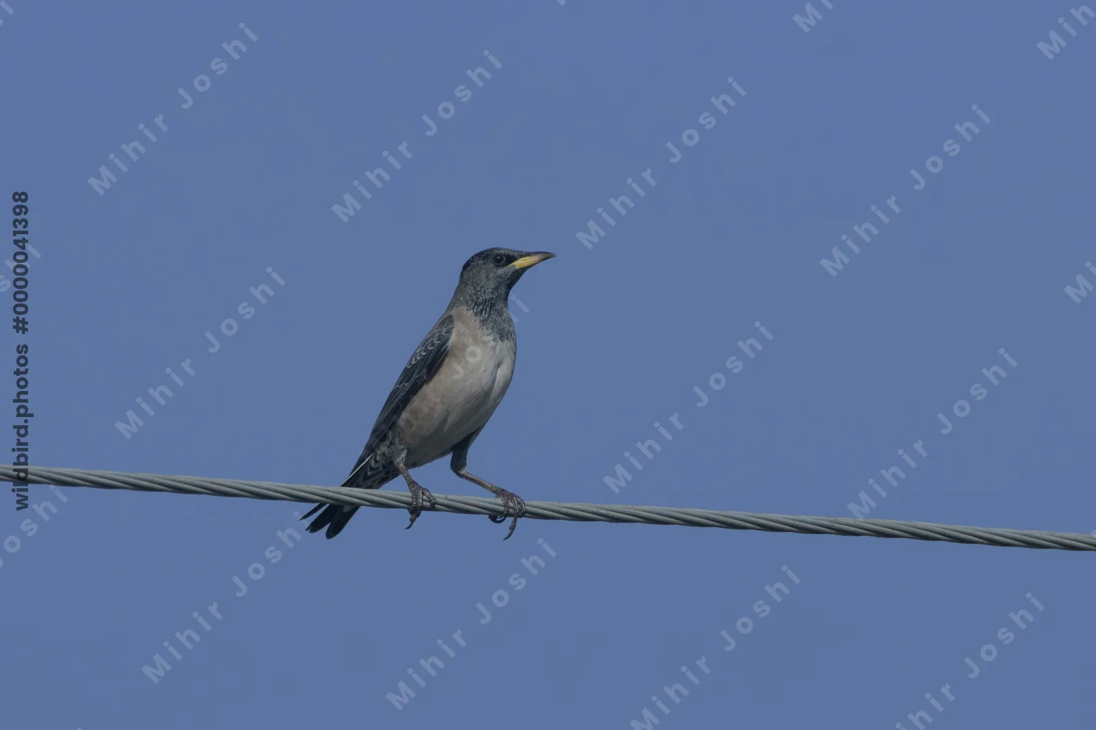 Rosy starling perched on a power wire near Velavadar National Park in Gujarat