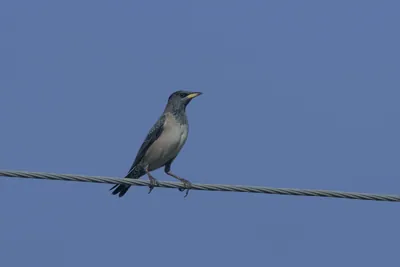 Rosy starling perched on a power wire near Velavadar National Park in Gujarat