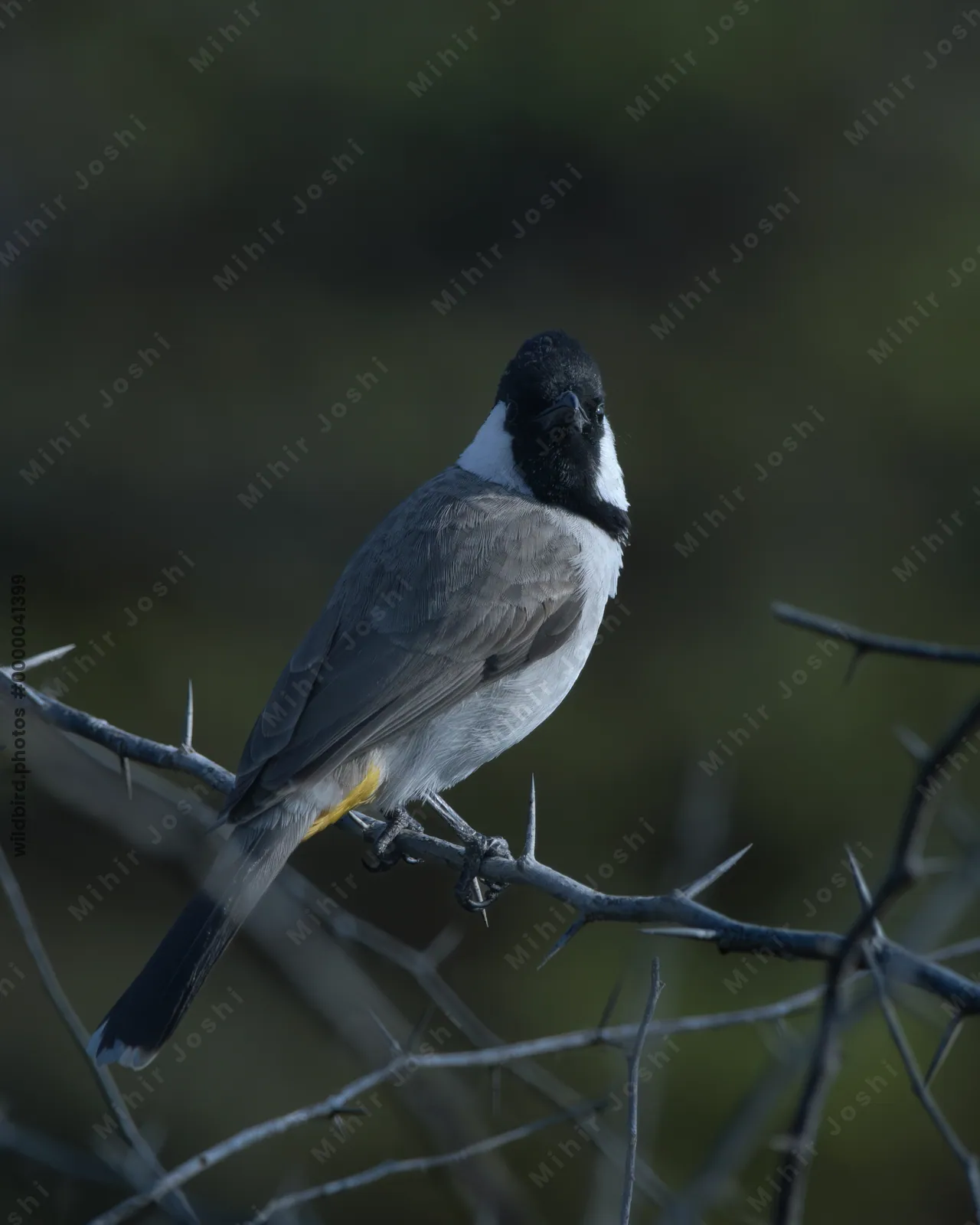 White-eared bulbul perched on thorny branch at Velavadar National Park
