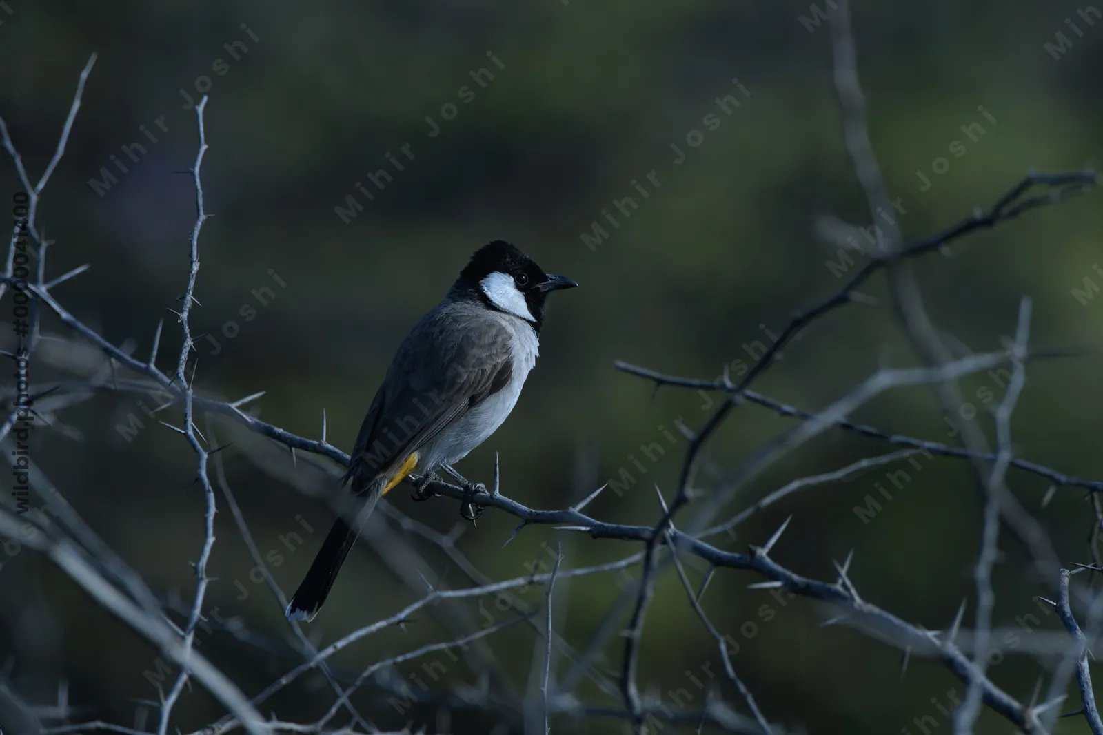 White-eared Bulbul Perched on Thorny Branch in Velavadar National Park, India