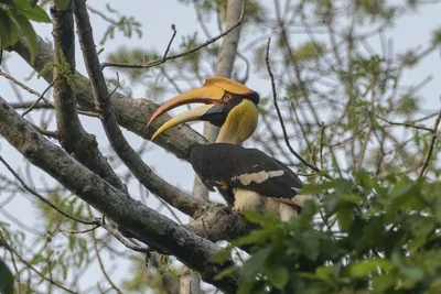 Great Hornbill or Buceros bicornis perched on tre