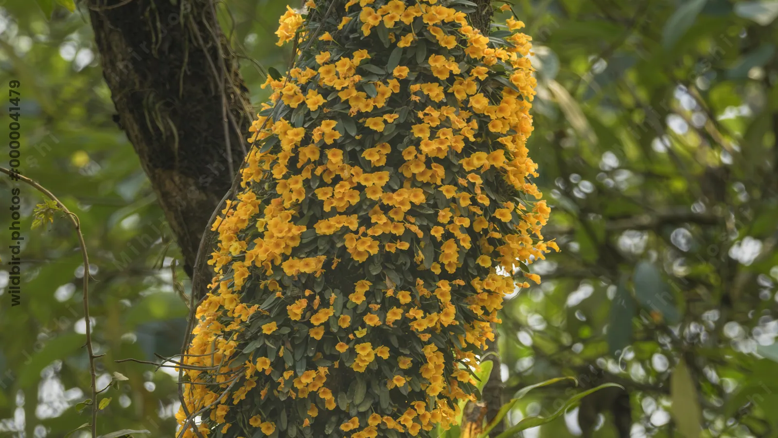 Dendrobium jenkinsii orchid flowering on tree trunk in Manas National Park, Assam, India.