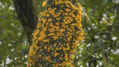 Dendrobium jenkinsii orchid flowering on tree trunk in Manas National Park, Assam, India.