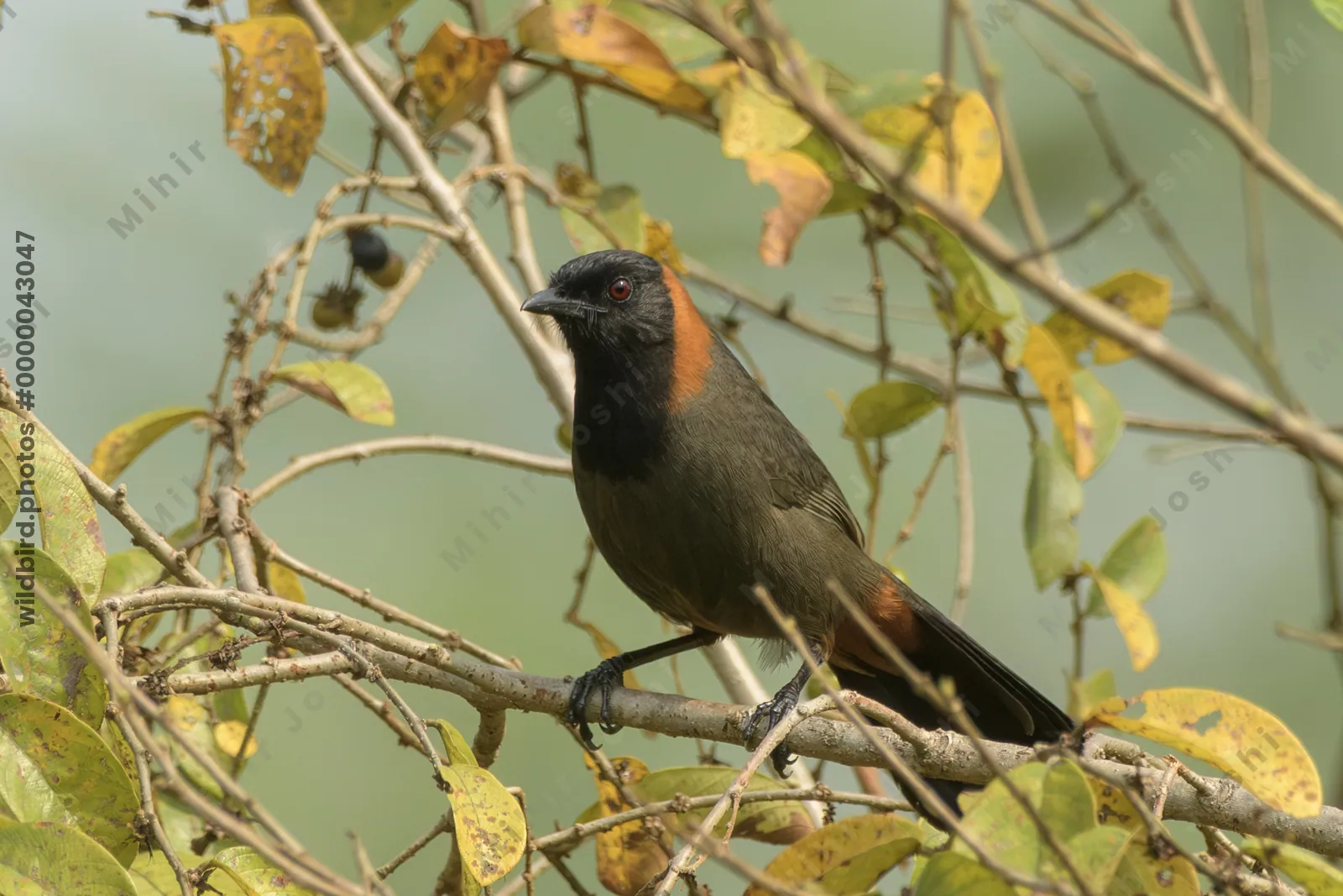 Rufous-necked Laughingthrush perched in forest fo