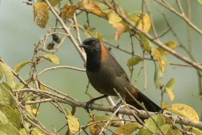 Rufous-necked Laughingthrush perched in forest fo