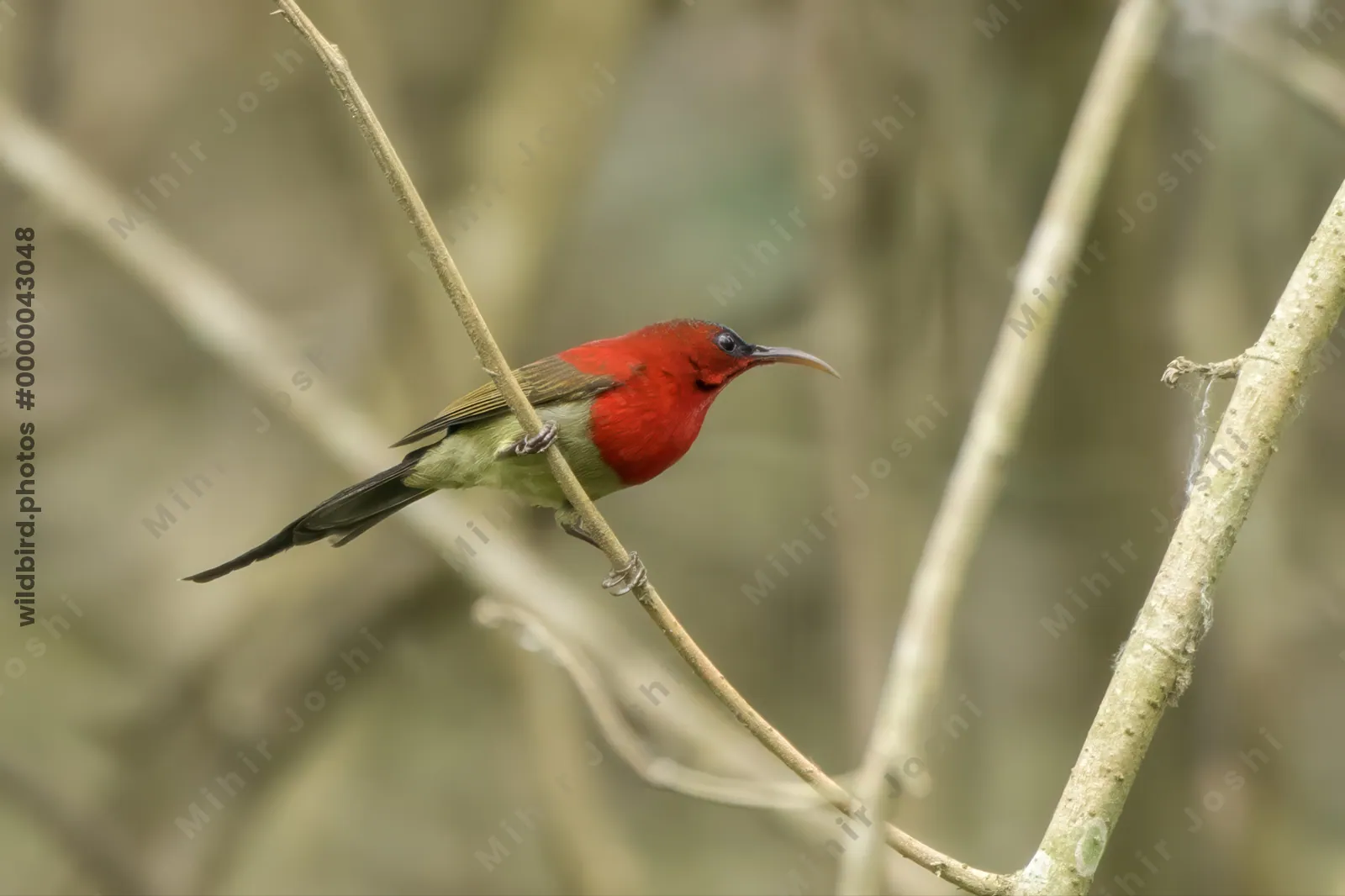 Crimson Sunbird perched on branch in Manas Nation