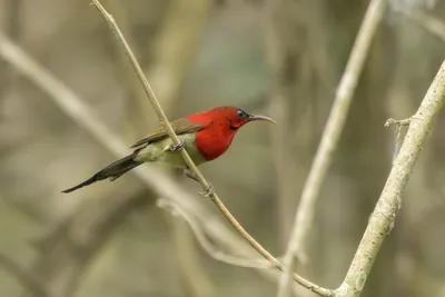 Crimson Sunbird perched on branch in Manas Nation