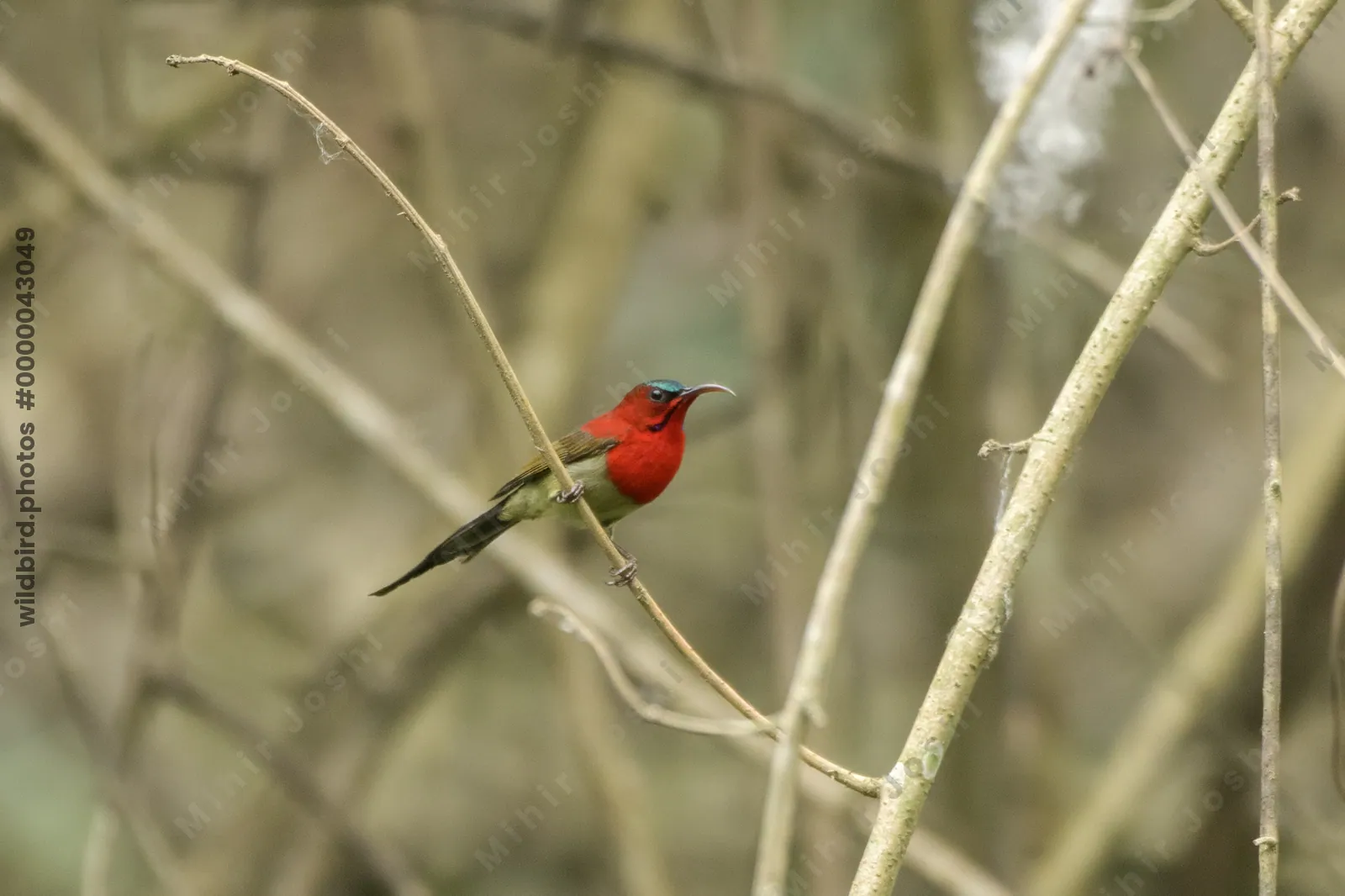 Crimson Sunbird perched on branch in Manas Nation
