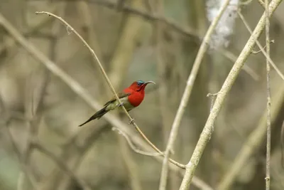 Crimson Sunbird perched on branch in Manas Nation