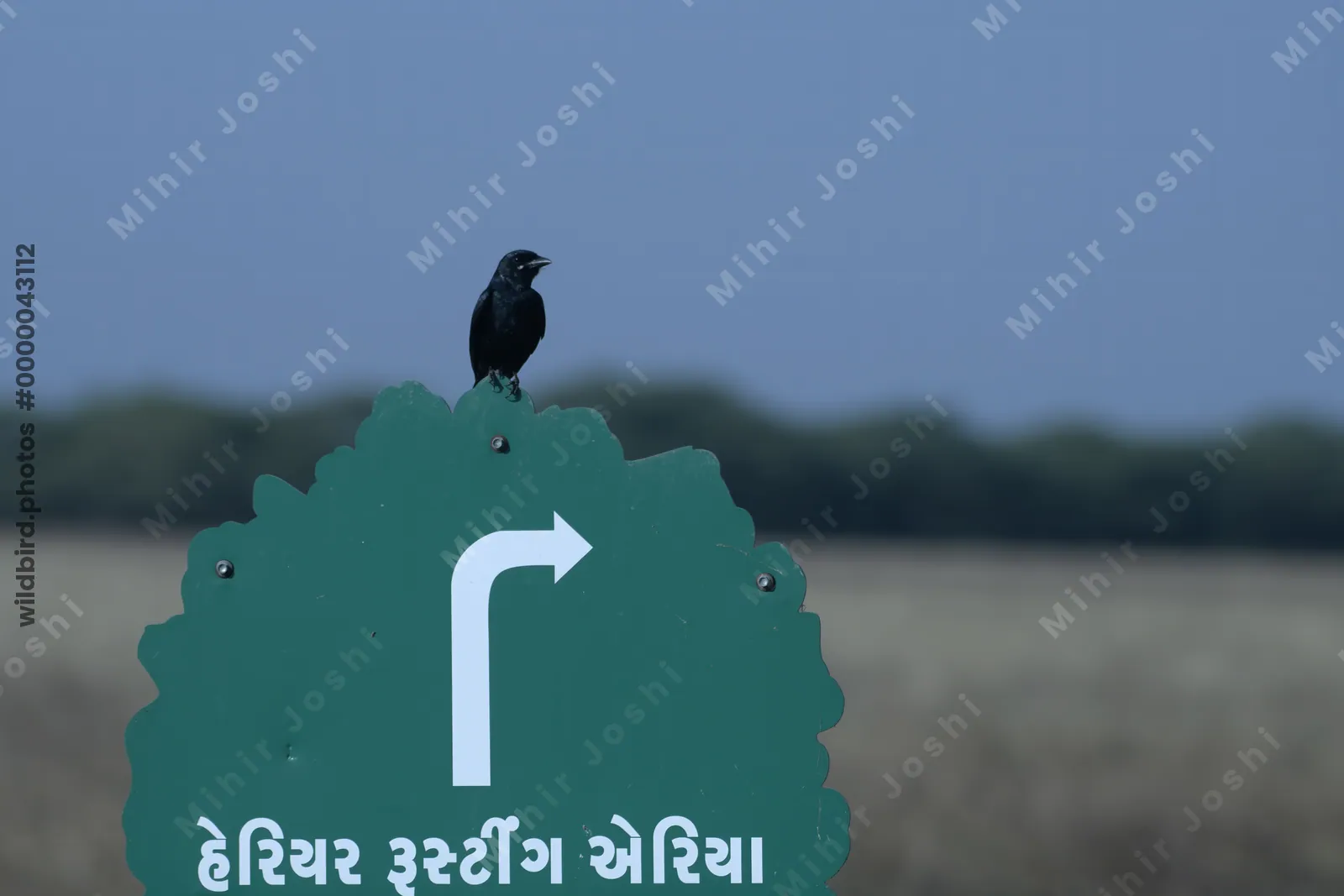 Black Drongo perched on a directional sign at Velavadar National Park in India