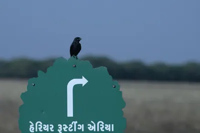 Black Drongo perched on a directional sign at Velavadar National Park in India