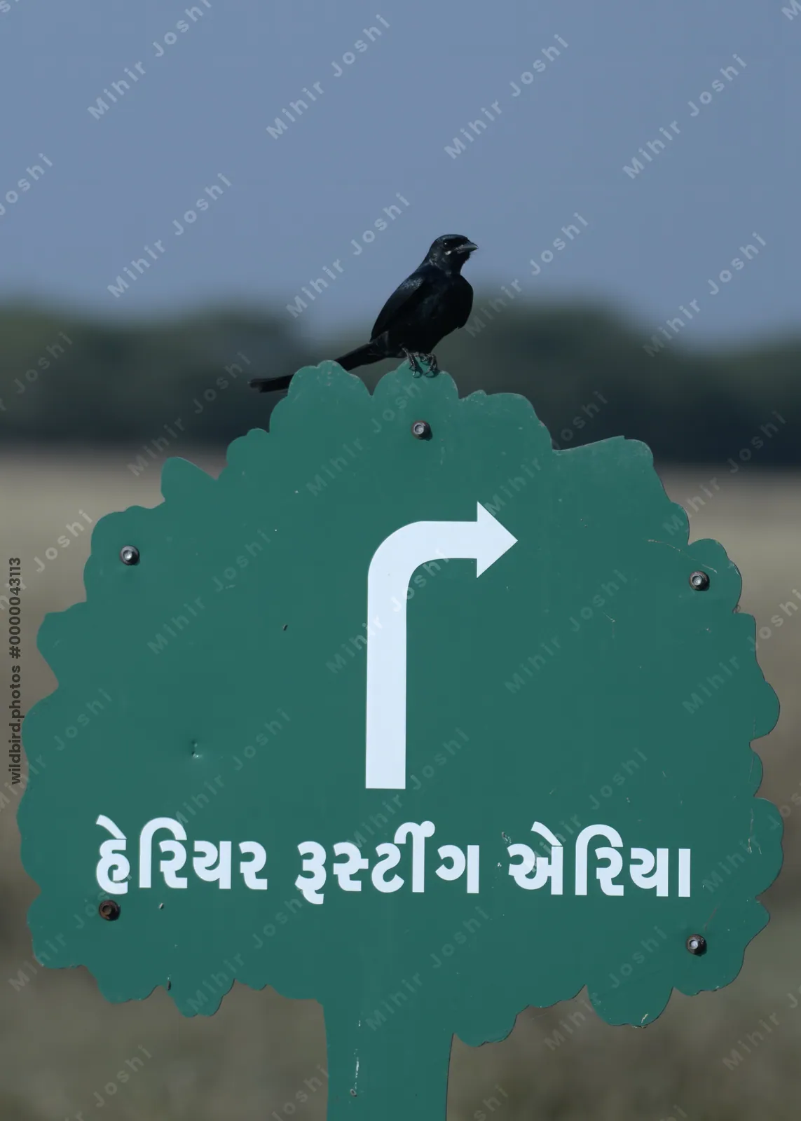 Black drongo perching on a harrier roosting area sign in Velavadar India