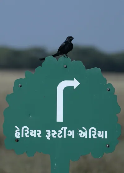 Black drongo perching on a harrier roosting area sign in Velavadar India