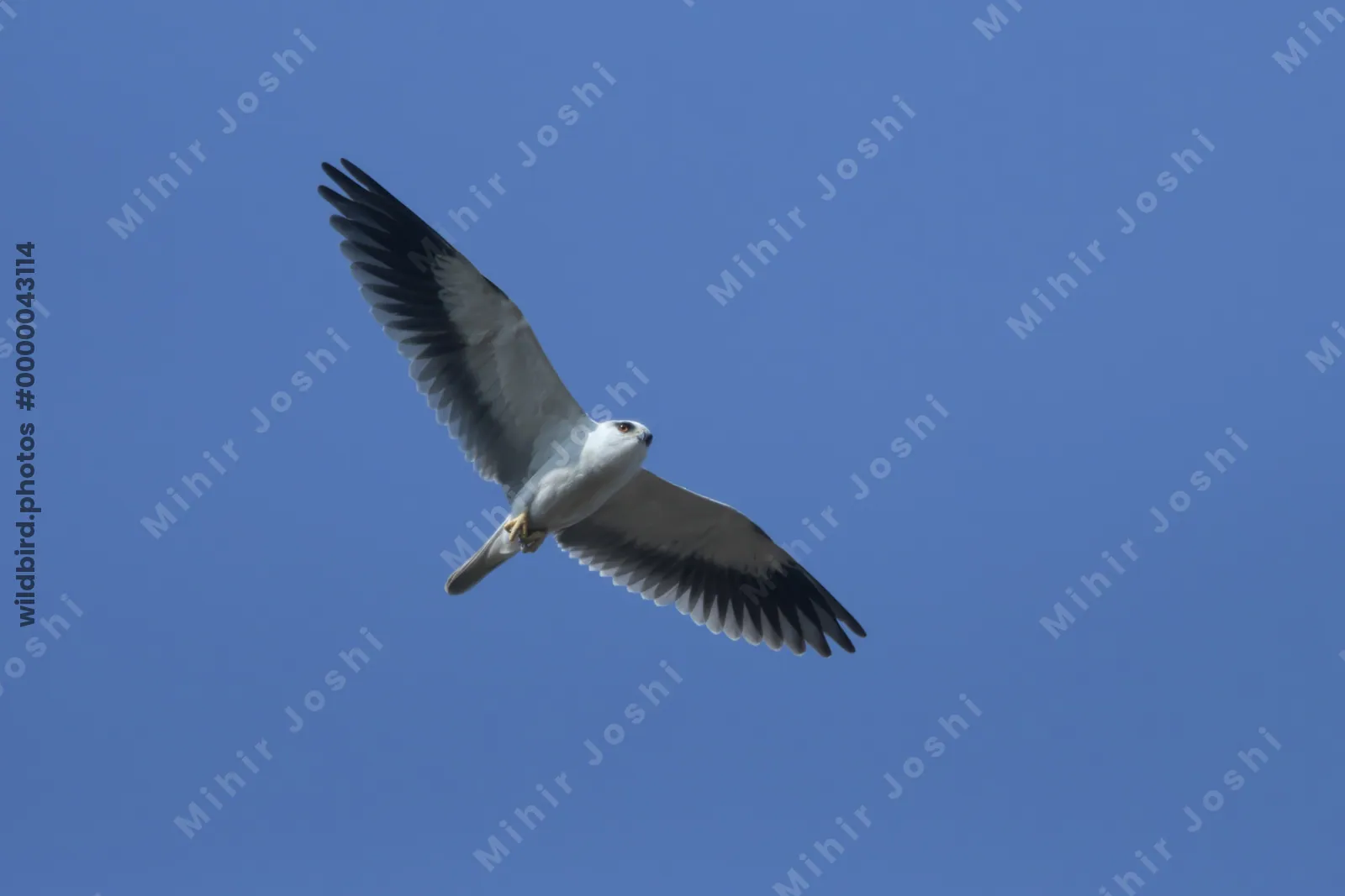 Black-shouldered kite in flight against blue sky at Velavadar India