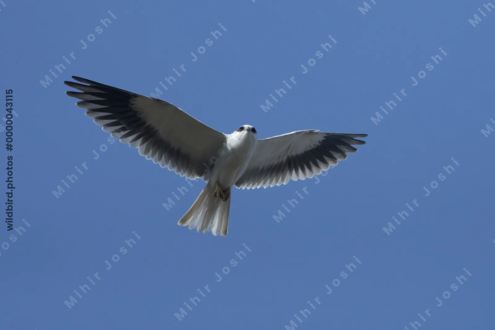 Black-Winged Kite in Flight at Velavadar National Park Gujarat India
