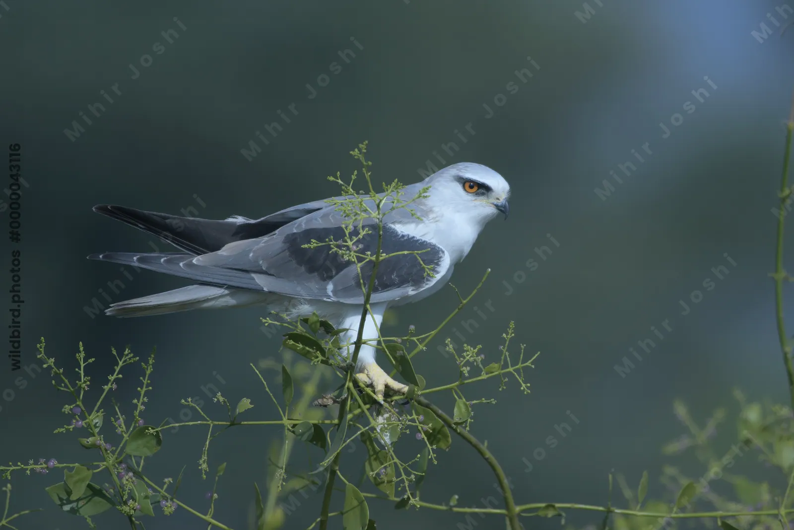 Black-Winged Kite Perched on Branch in Velavadar National Park India