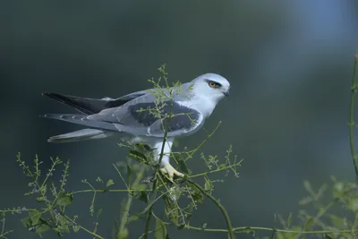 Black-Winged Kite Perched on Branch in Velavadar National Park India