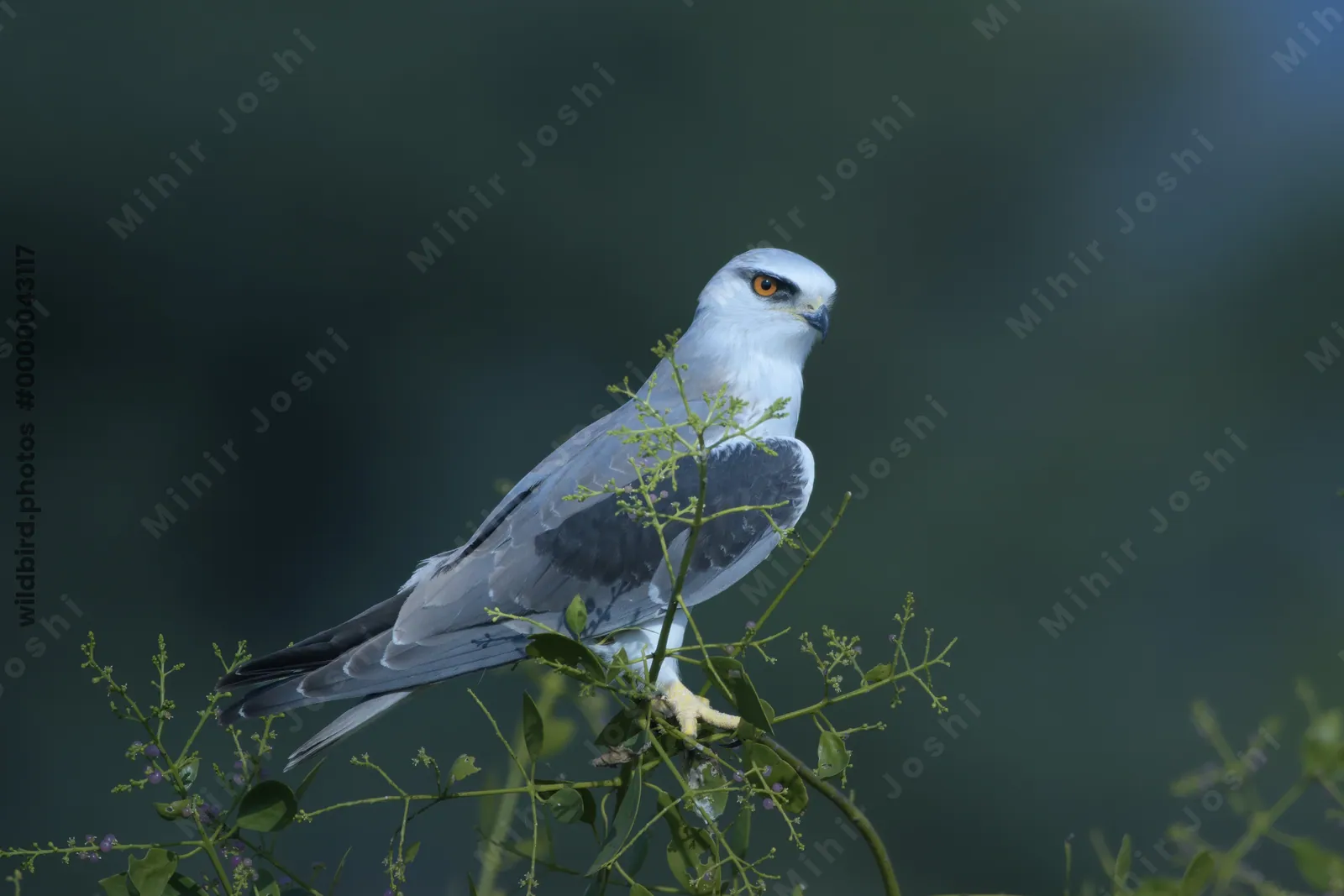 Black-winged Kite Perched on Branch in Velavadar National Park India