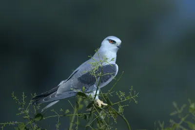 Black-winged Kite Perched on Branch in Velavadar National Park India